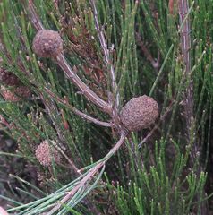 Allocasuarina nana