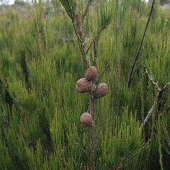 Allocasuarina nana