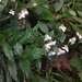 Tripogandra grandiflora - Photo (c) Saul Miguel Z, algunos derechos reservados (CC BY-NC), subido por Saul Miguel Z