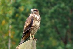 Buteo buteo