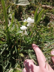 Disperis wealei