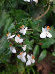 Tripogandra grandiflora