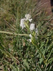 Disperis wealei