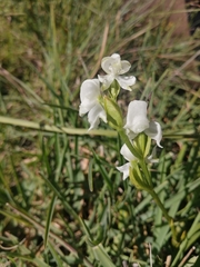 Disperis wealei