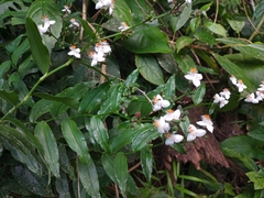 Tripogandra grandiflora