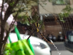 Argiope aetheroides