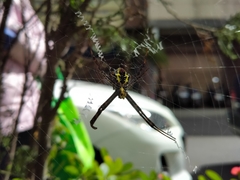 Argiope aetheroides