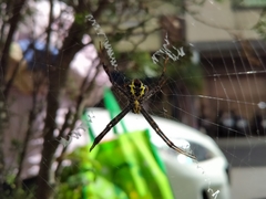 Argiope aetheroides