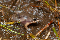 Cacosternum rhythmum