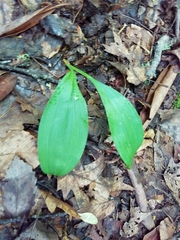Clintonia