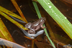 Cacosternum rhythmum