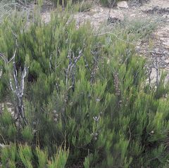 Allocasuarina nana