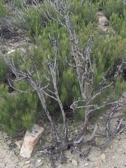 Allocasuarina nana