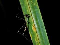 Ploiaria antipodum