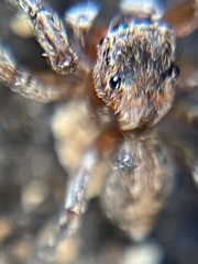 Mexigonus morosus