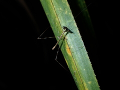 Ploiaria antipodum