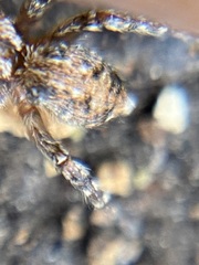 Mexigonus morosus