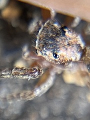 Mexigonus morosus