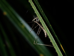Ploiaria antipodum