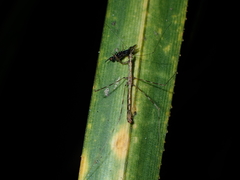 Ploiaria antipodum