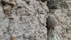 Mammillaria gilensis
