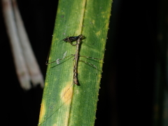 Ploiaria antipodum
