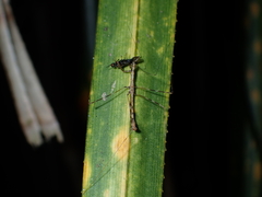 Ploiaria antipodum