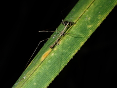 Ploiaria antipodum