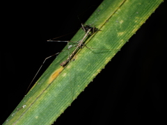 Ploiaria antipodum
