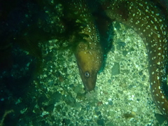 Gymnothorax prionodon