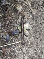 Sphenomorphus incognitus