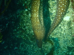 Gymnothorax prionodon