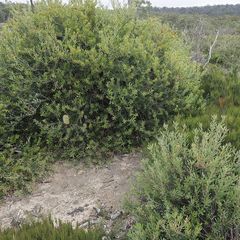 Banksia canei