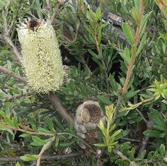 Banksia canei