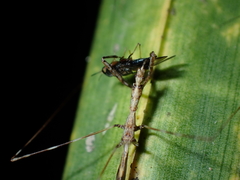 Ploiaria antipodum