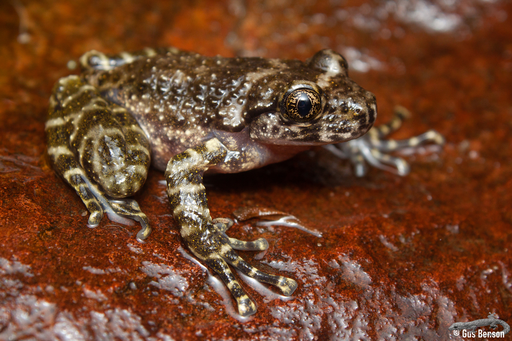 Natal Ghost Frog