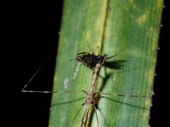 Ploiaria antipodum