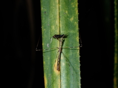 Ploiaria antipodum