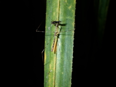 Ploiaria antipodum
