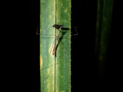 Ploiaria antipodum