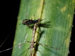 Ploiaria antipodum