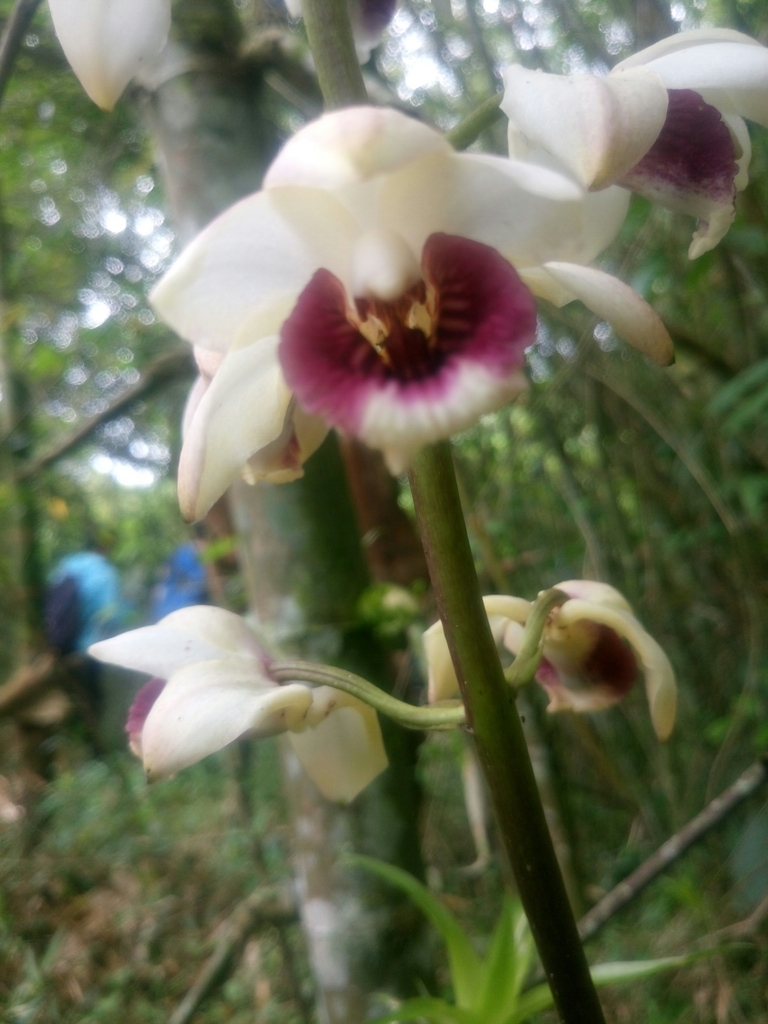 Warrea warreana