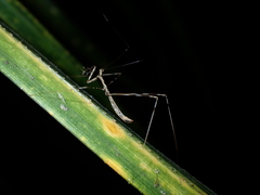 Ploiaria antipodum