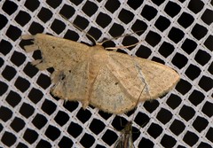 Scopula hypochra