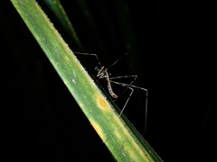 Ploiaria antipodum