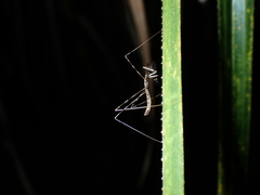 Ploiaria antipodum