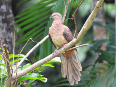 Macropygia phasianella