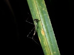 Ploiaria antipodum