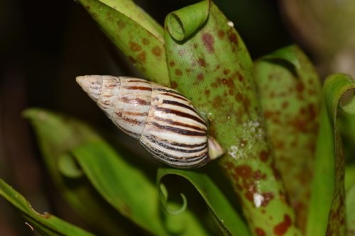 Drymaeus scitulus image