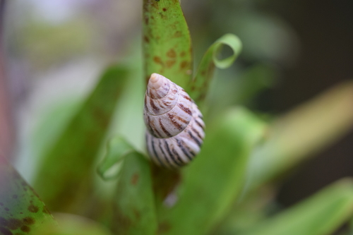 Peltellinae image